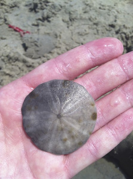 How to Find Sand Dollars 