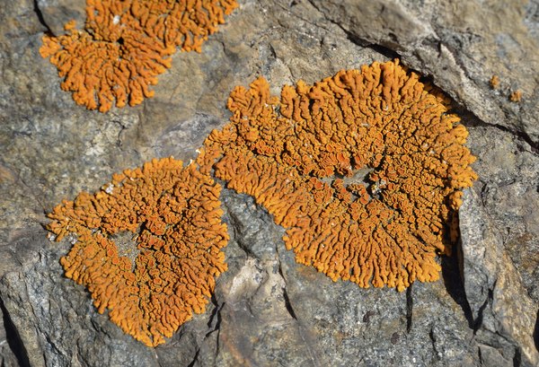 Clusters of orange lichen growing on a rock wall.