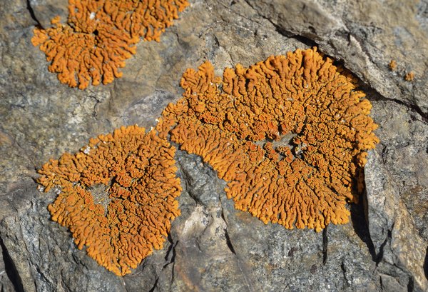 chemical weathering living organisms lichens