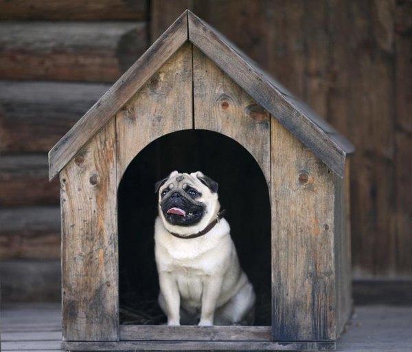 outdoor-dog-kennel-flooring-ideas-pets