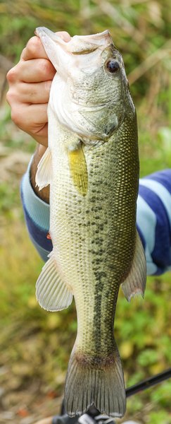 Bass-Fishing Tips for Morning Fishing