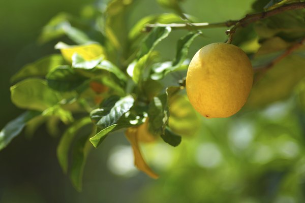 Lemon growing on a tree