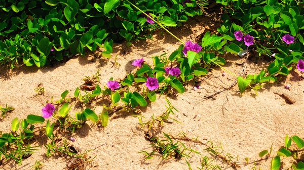 Hawaiian baby wood rose