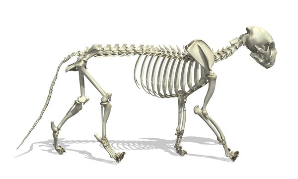 3D illustration of a cat skeleton.