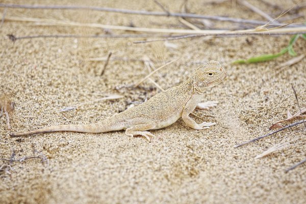 A fringe-toed lizard walks across the sand.