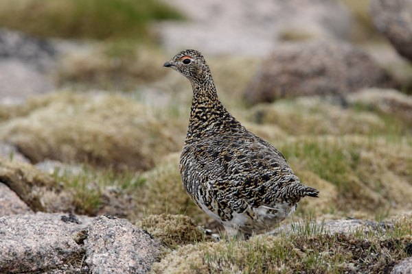 Ptarmigans are brown in summer.