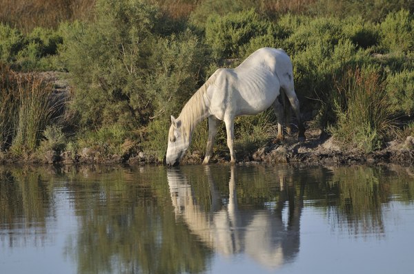 horses are native to France's Camargue region