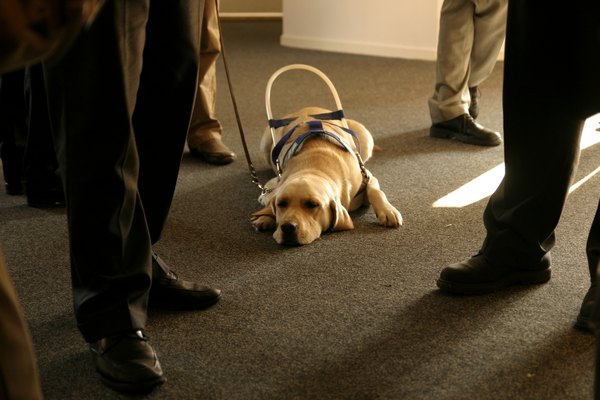 A guide dog waits patiently.