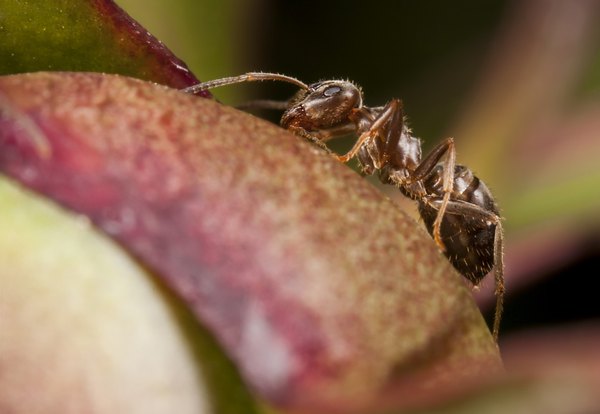 Pharaoh ants are another natural predator of the bed bug.