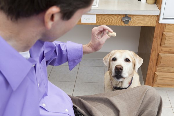 A golden retriever sits for a treat.