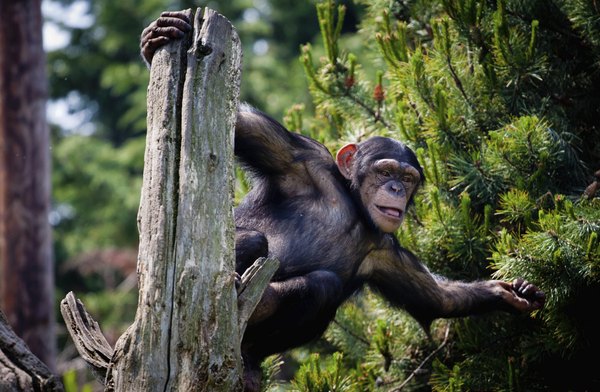 Photo Credit: heol_pete/iStock/Getty Images Chimpanzee in tree