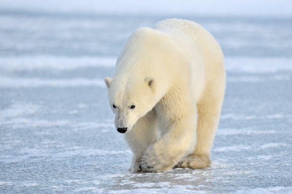 A polar bear walks on an icy lake in Churchill, Canada.