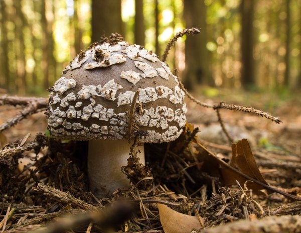 Panther Cap mushroom growing in forest