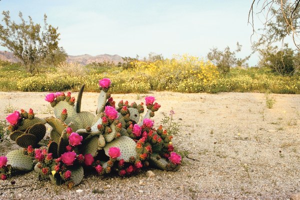Photo Credit: Jupiterimages/Photos.com/Getty Images Arizona