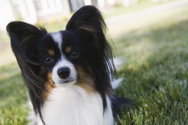 How To Trim A Papillon Pets