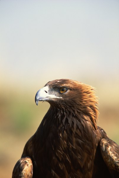 Golden Eagle