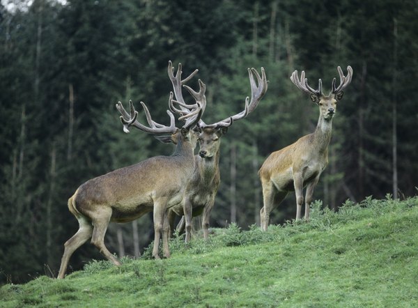 why-do-deer-lose-their-antlers-sciencing