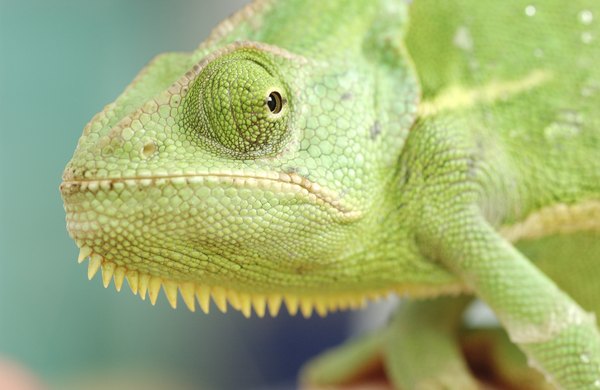 Chameleons use camoflage to hide from predators.