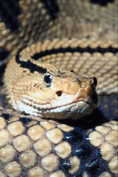 How Wide Can a Rattlesnake Open Its Mouth? | Animals - mom.me