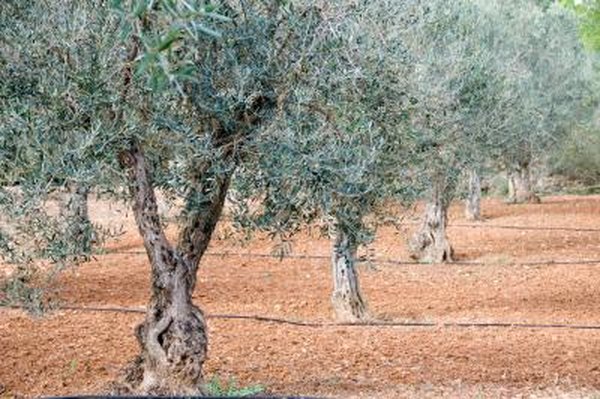 How To Cut An Olive Tree Branch Create A New Plant Home Guides How To Cut An Olive Tree Branch Create A New Plant Home Guides Sf Gate