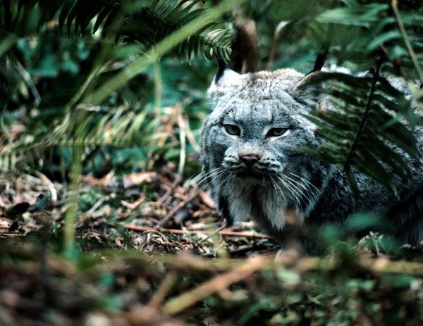 lynx hiding in the brush