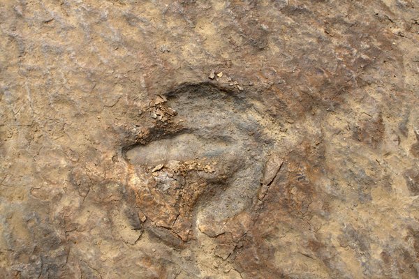 A dinosaur track is preserved in rock.