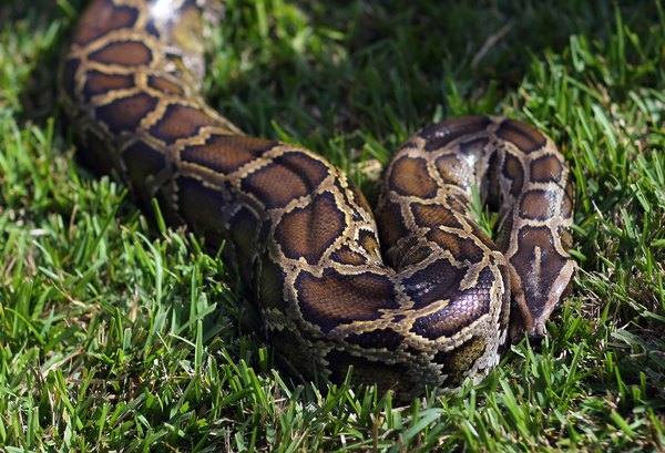 The Climate for a Burmese Python | Animals - mom.me