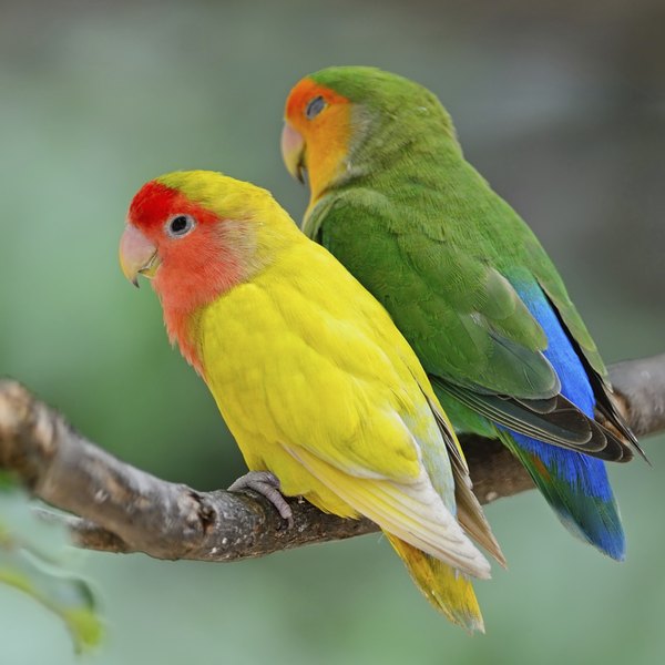 How to Stop Biting in Lovebirds Pets