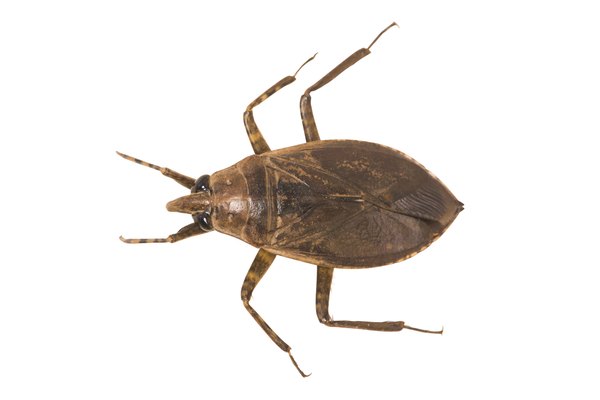 Giant water bugs lay eggs on floating plants.