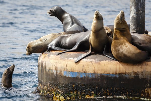 California sea lions off the coast