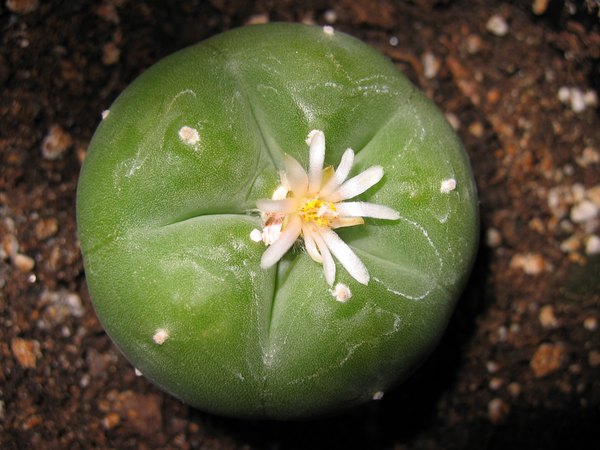 Flowering peyote