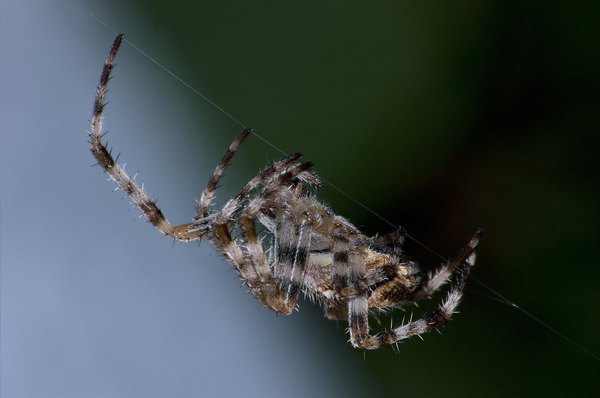 Orb weavers hang upside down in their web and have black and yellow coloring.