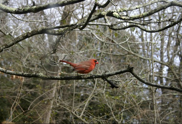 A male cardinal on a tree branch near the edge of the forest.