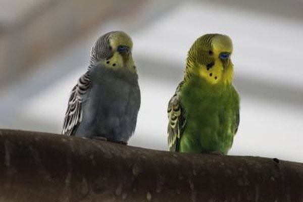 Supplies for Your Parakeets - Pets