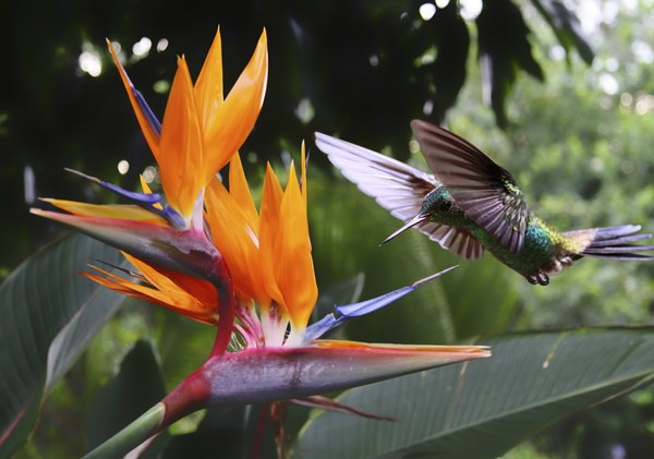 Photo Credit: tane-mahuta/iStock/Getty Images The Amazon has over 1,200 species of birds.