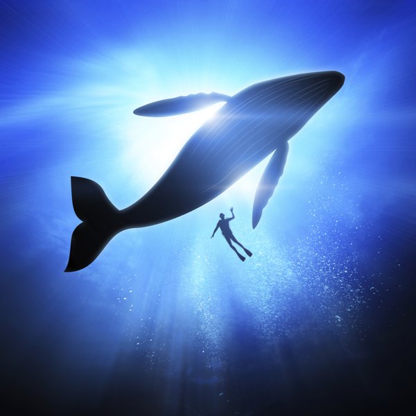 Humpback whale and diver underwater