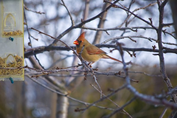 A female cardinal approaches a birdfeeder located near tree branches