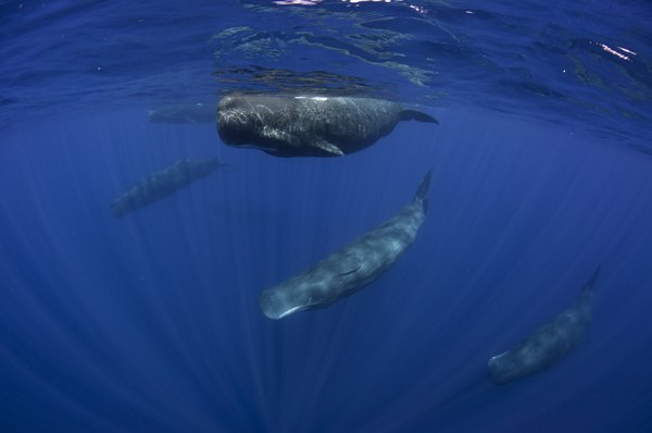 Pod of Sperm whales off the coast of Sri Lanka