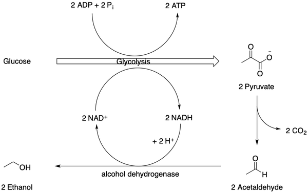 Ethanol fermentation