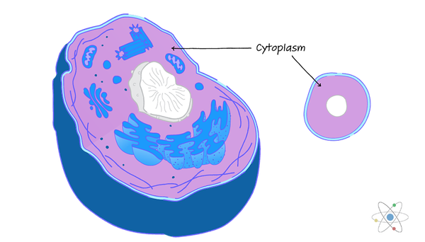 Cytoplasm: Definition; Structure & Function (with Diagram) | Sciencing