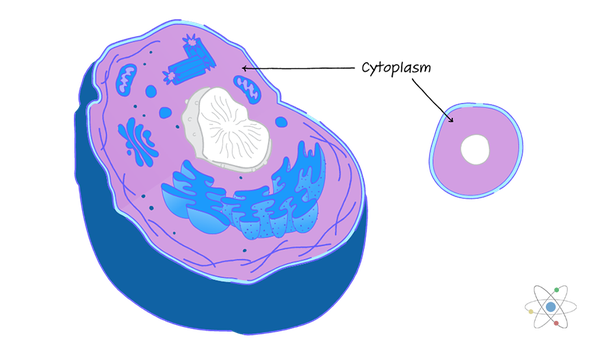 cytosol animal cell