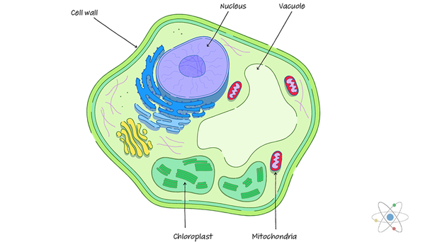 plant cell wall layers