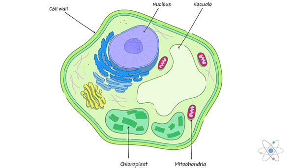 cell membrane in a plant cell