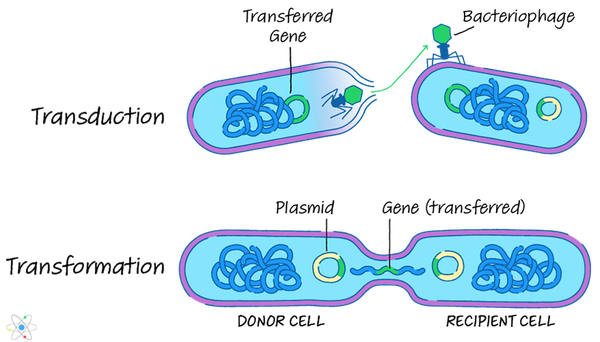 Transformation, Transduction & Conjugation: Gene Transfer in
