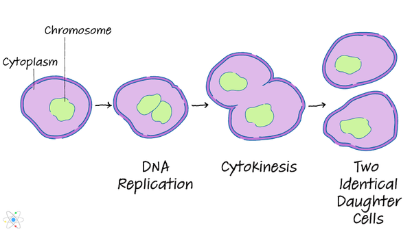 binary fission examples of organisms