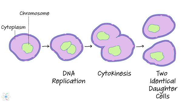 fission reaction equation