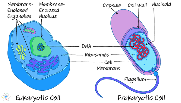 Prokaryotic vs Eukaryotic Cells: Similarities & Differences | Sciencing