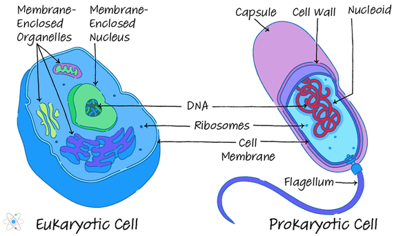 similarities between prokaryotic and eukaryotic cells essay