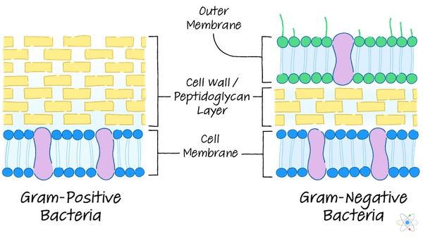 Do Prokaryotes Have Cell Walls? | Sciencing