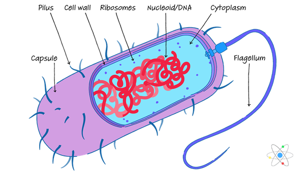 real prokaryotic cells